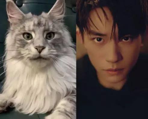 什么明星喜欢猫,揭秘明星们的猫咪情缘