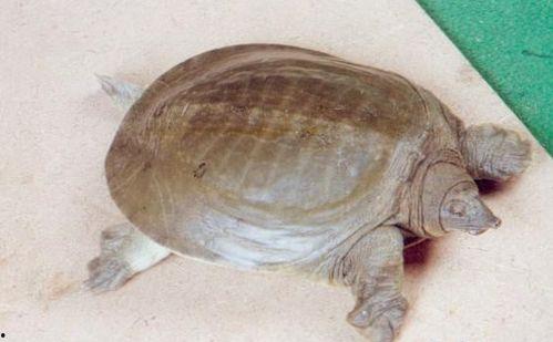 甲鱼怎么看窝料,揭秘窝料生成技巧