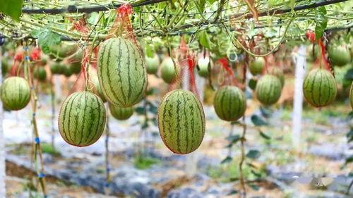 青竹湖吃瓜,瓜香四溢，夏日消暑好去处