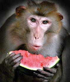 吃瓜大圣全集免费阅读