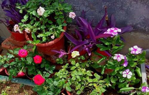 明星爱养花,绿意盎然的闲适时光