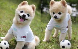 网红黑狗无语那张图,网络爆笑瞬间，萌态可掬引网友热议