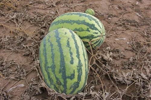 农田吃瓜,农田里的甜蜜时光