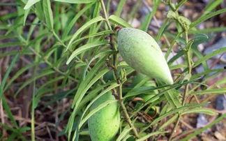 草瓜可吃吗,天然美食还是未知风险？