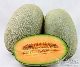 史宾格吃哈密瓜,一场甜蜜的邂逅