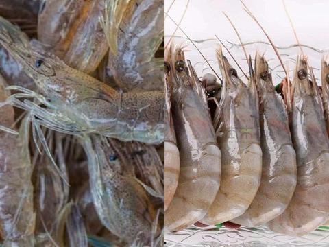 海虾养殖爆料视频大全下载,爆料视频大全深度解析